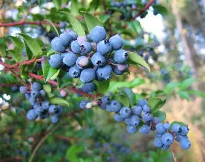 Huckleberry Infused Balsamic Vinegar
