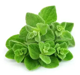 Oregano Infused Olive Oil