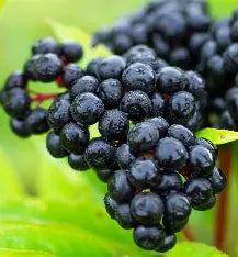 Elderberry Infused Balsamic Vinegar