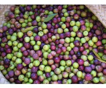 Chilean Arbequina Non-Infused Olive Oil