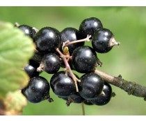 Black Currant Infused Balsamic Vinegar