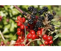Blackberry Ginger Infused Balsamic Vinegar