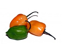 Citrus Habanero Infused Olive Oil