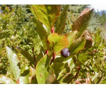 Huckleberry Infused Balsamic Vinegar