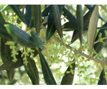 Greek Koroneiki Non-Infused Olive Oil