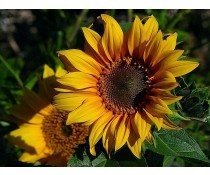 Organic Sunflower Oil